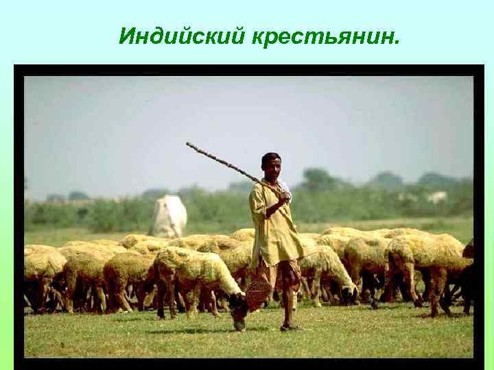 Индийский крестьянин. 