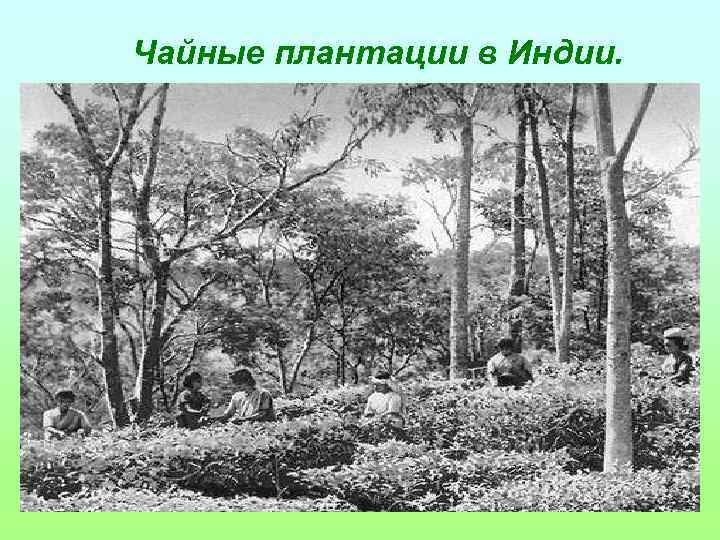 Чайные плантации в Индии. 