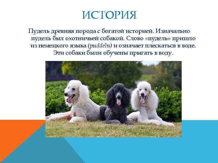 ИСТОРИЯ Пудель древняя порода с богатой историей. Изначально пудель был охотничьей собакой. Слово «пудель»