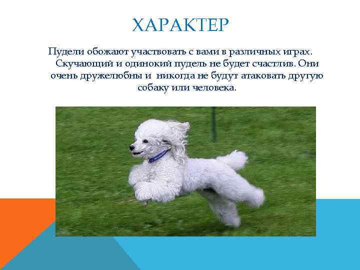 ХАРАКТЕР Пудели обожают участвовать с вами в различных играх. Скучающий и одинокий пудель не