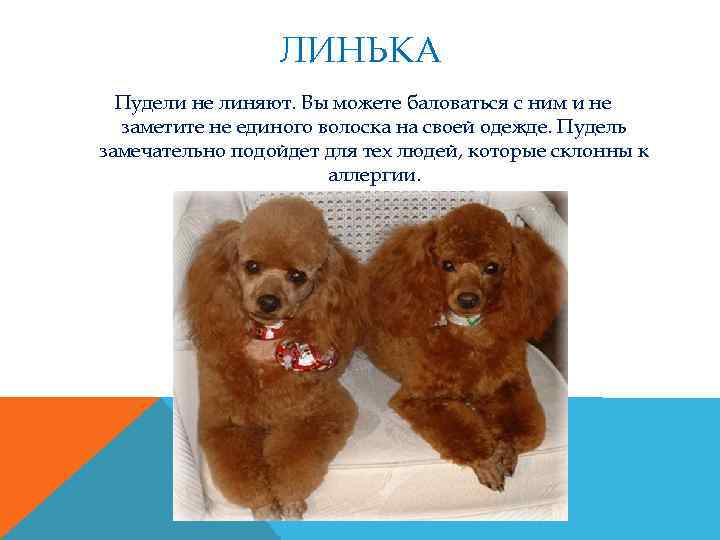 ЛИНЬКА Пудели не линяют. Вы можете баловаться с ним и не заметите не единого