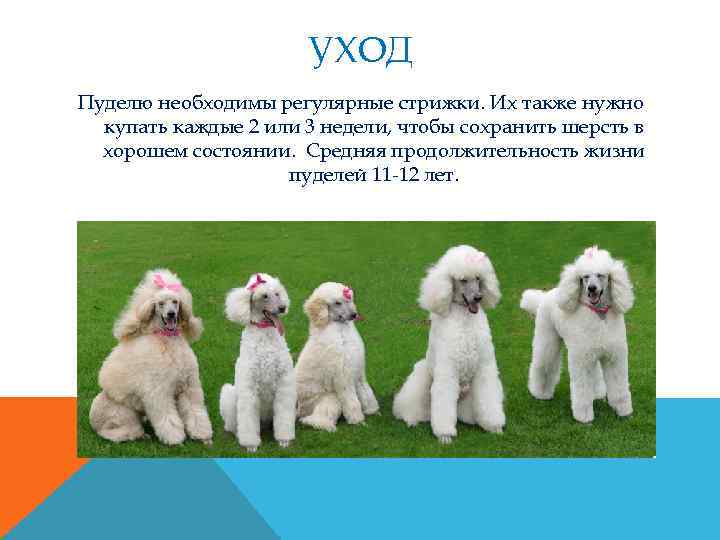 УХОД Пуделю необходимы регулярные стрижки. Их также нужно купать каждые 2 или 3 недели,