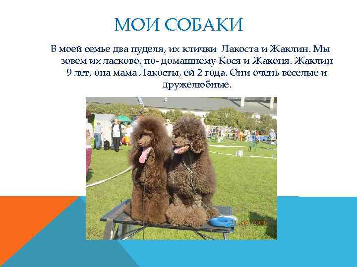 МОИ СОБАКИ В моей семье два пуделя, их клички Лакоста и Жаклин. Мы зовем