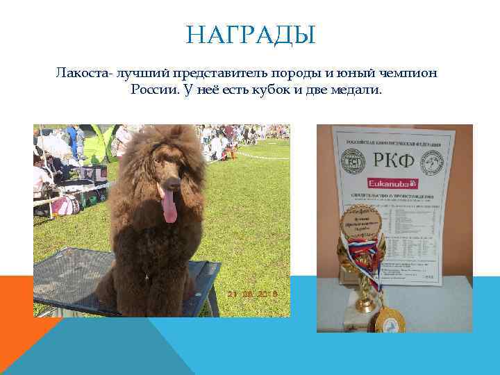 НАГРАДЫ Лакоста- лучший представитель породы и юный чемпион России. У неё есть кубок и