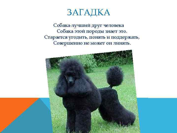 ЗАГАДКА Собака-лучший друг человека Собака этой породы знает это. Старается угодить, понять и поддержать,