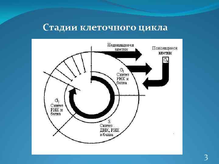 Стадии клеточного цикла 3 