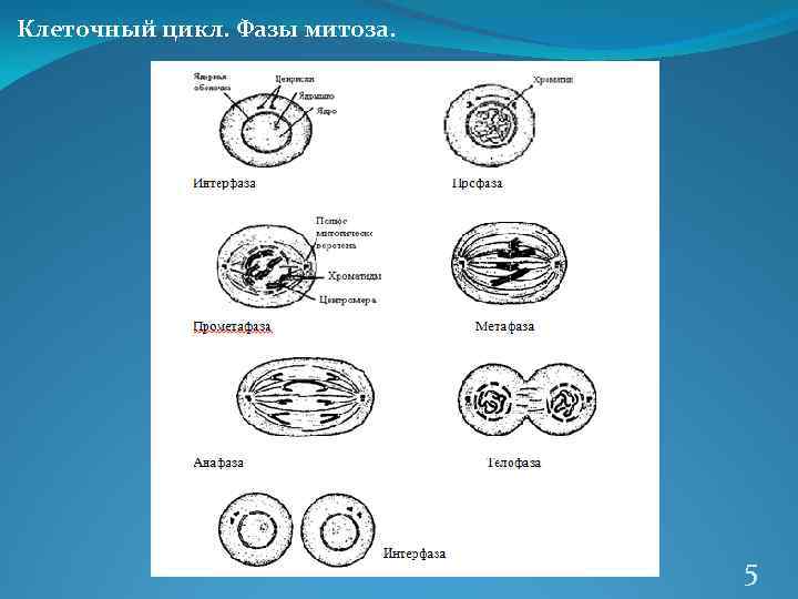 Клеточный цикл. Фазы митоза. 5 