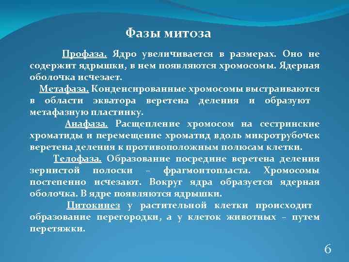 Фазы митоза Профаза. Ядро увеличивается в размерах. Оно не содержит ядрышки, в нем появляются