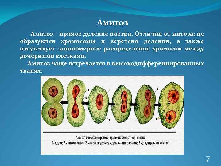 Амитоз – прямое деление клетки. Отличия от митоза: не образуются хромосомы и веретено деления,