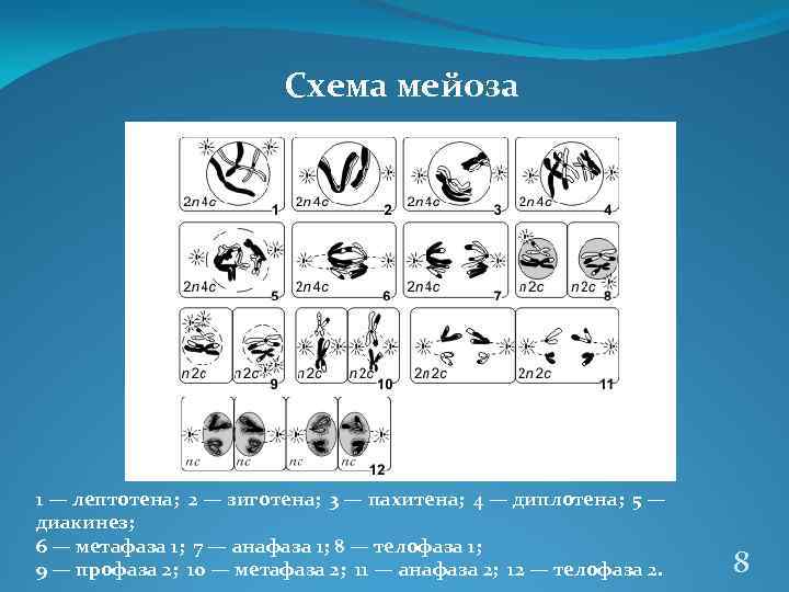 Схема мейоза 1 — лептотена; 2 — зиготена; 3 — пахитена; 4 — диплотена;