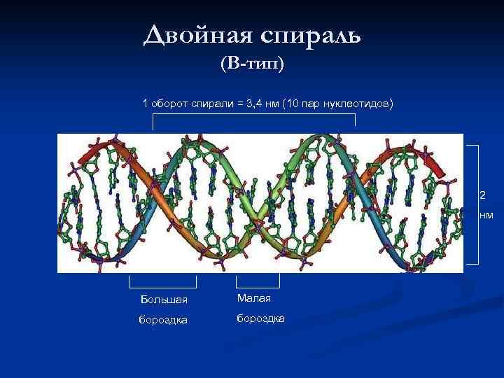 Нуклеиновые кислоты двойная спираль. Малая и большая борозда ДНК. Код генетический репликация. Бороздки ДНК.