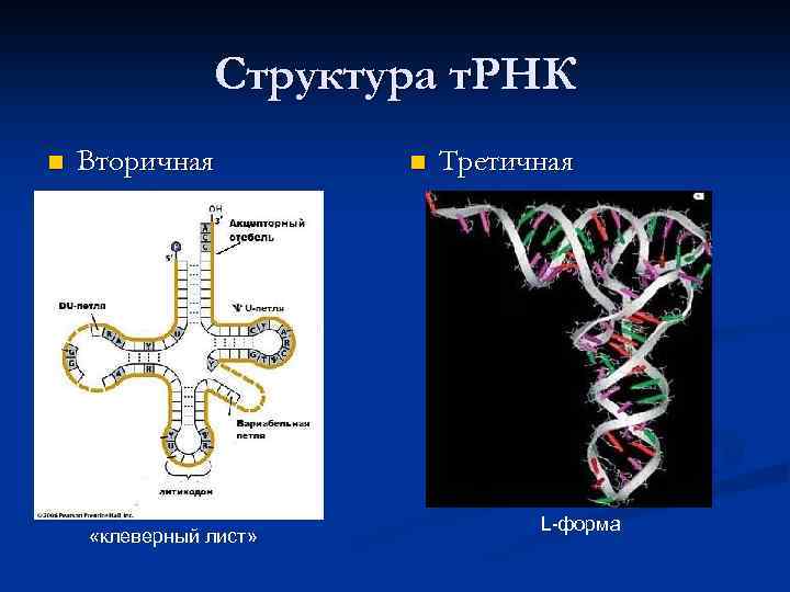 Транспортная рнк строение. Структуры РНК первичная вторичная и третичная. L форма ТРНК. Особенности первичной, вторичной и третичной структуры РНК.. Строение РНК первичная вторичная третичная структура.