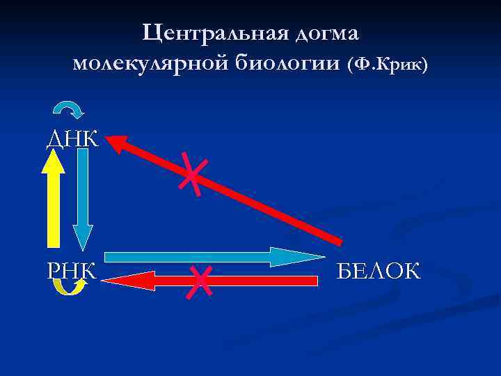 Центральная догма молекулярной биологии (Ф. Крик) ДНК РНК БЕЛОК 