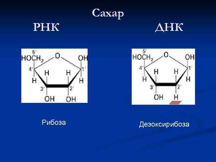 Сахар РНК Рибоза ДНК Дезоксирибоза 