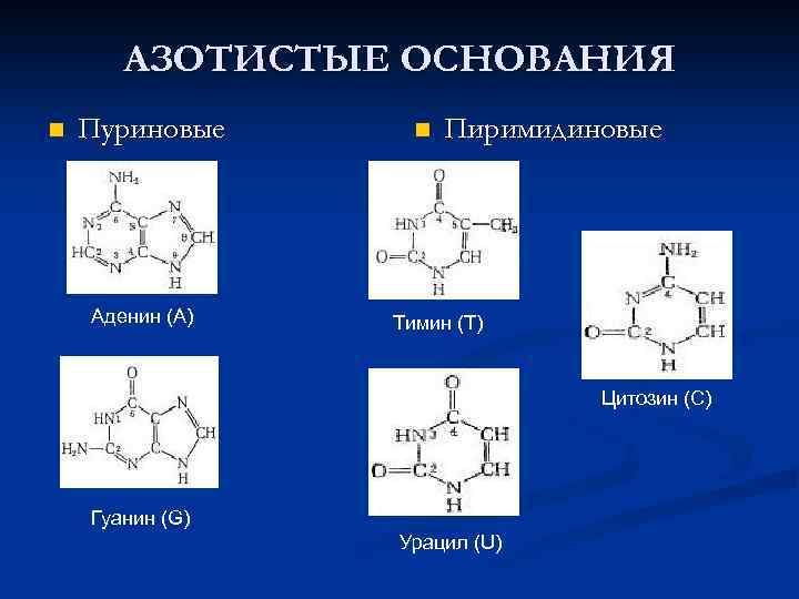 АЗОТИСТЫЕ ОСНОВАНИЯ n Пуриновые Аденин (А) n Пиримидиновые Тимин (Т) Цитозин (C) Гуанин (G)