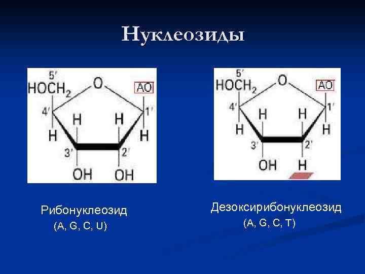 Нуклеозиды Рибонуклеозид (A, G, C, U) Дезоксирибонуклеозид (A, G, C, T) 