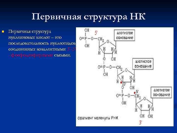 Схема первичной структуры нуклеиновых кислот