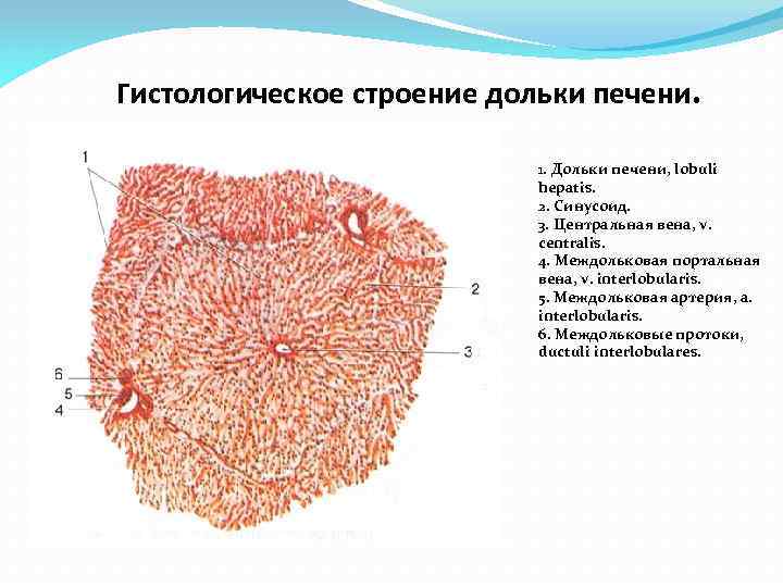 Гистологическое строение дольки печени. 1. Дольки печени, lobuli hepatis. 2. Синусоид. 3. Центральная вена,