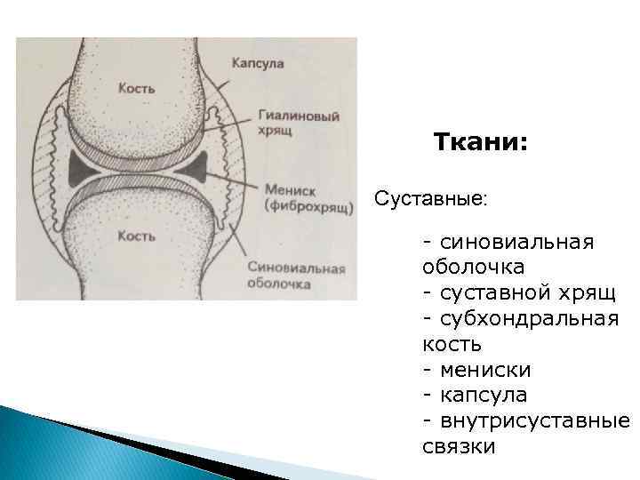 Ткани: Суставные: - синовиальная оболочка - суставной хрящ - субхондральная кость - мениски -