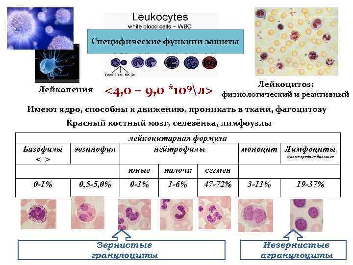 Лейкоцитоз и лейкопения. Лейкоцитозы и лейкопении лейкоцитарная формула. Лейкоцитарная формула при лейкоцитозе. Лейкоцитарная формула микроскопия. Лейкоцитоз нейтрофильный и лимфоцитарный.