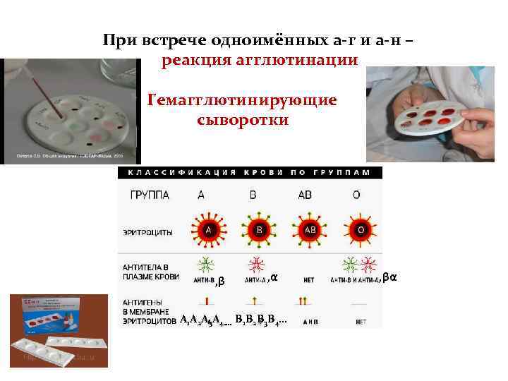 При встрече одноимённых а-г и а-н – реакция агглютинации Гемагглютинирующие сыворотки , β ,