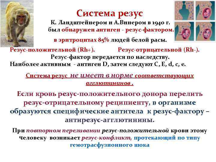 Система резус К. Ландштейнером и А. Винером в 1940 г. был обнаружен антиген -