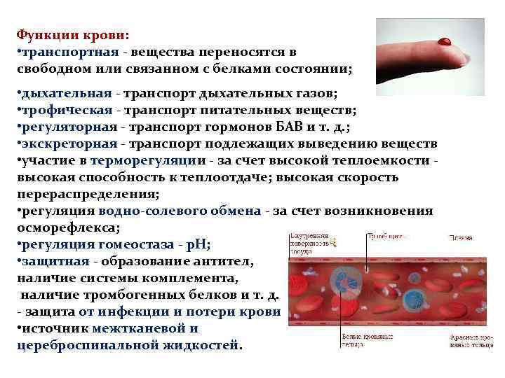 Функции кровяной системы