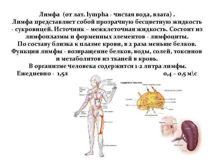 Лимфа (от лат. lympha - чистая вода, влага). Лимфа представляет собой прозрачную бесцветную жидкость
