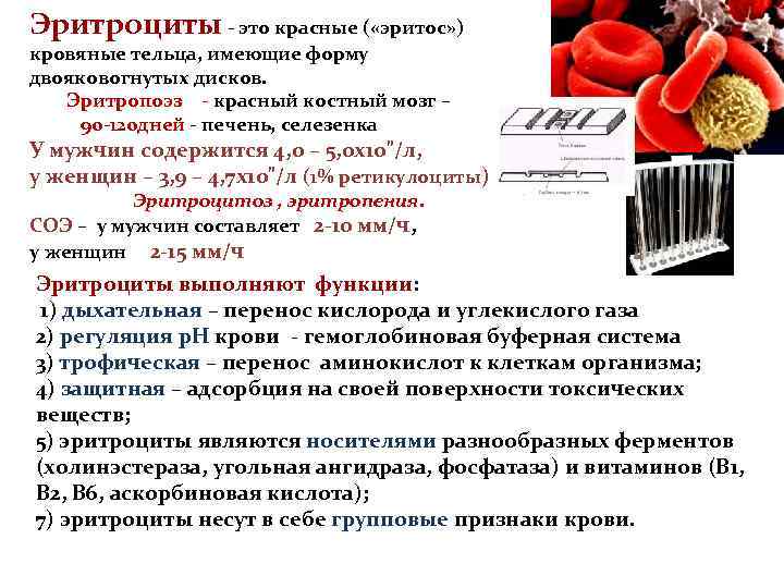 Эритроциты - это красные ( «эритос» ) кровяные тельца, имеющие форму двояковогнутых дисков. Эритропоэз