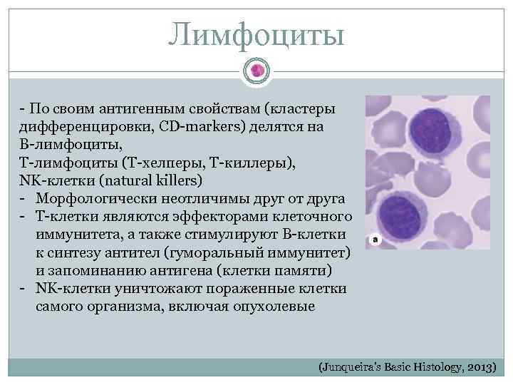 Лимфоциты - По своим антигенным свойствам (кластеры дифференцировки, CD-markers) делятся на B-лимфоциты, Т-лимфоциты (Т-хелперы,