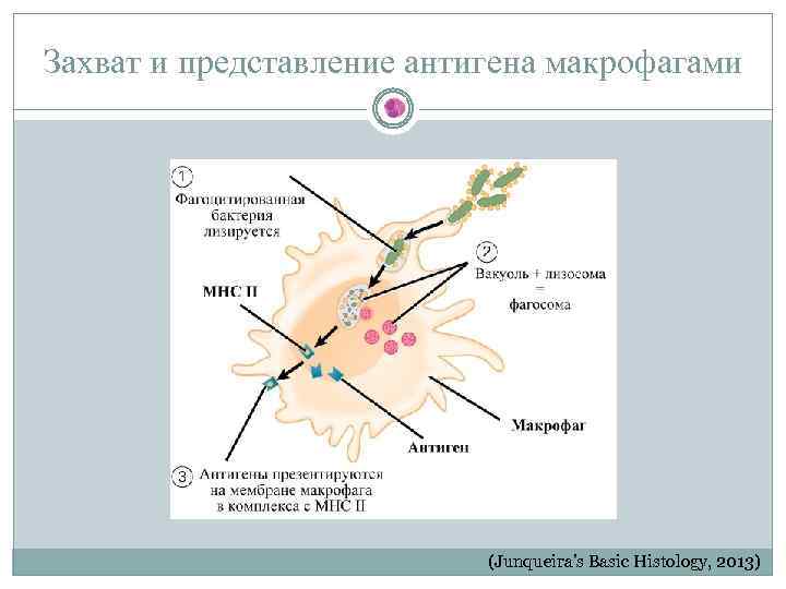 Захват и представление антигена макрофагами (Junqueira’s Basic Histology, 2013) 