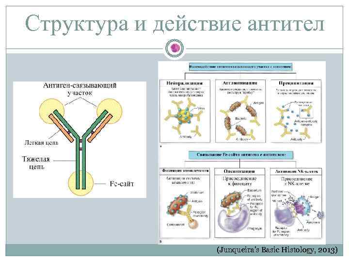 Структура и действие антител (Junqueira’s Basic Histology, 2013) 