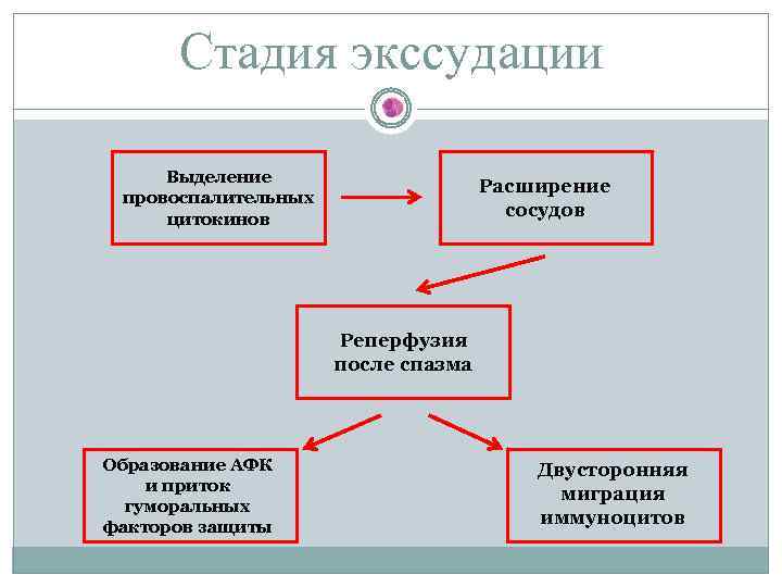 Стадия экссудации Выделение провоспалительных цитокинов Расширение сосудов Реперфузия после спазма Образование АФК и приток