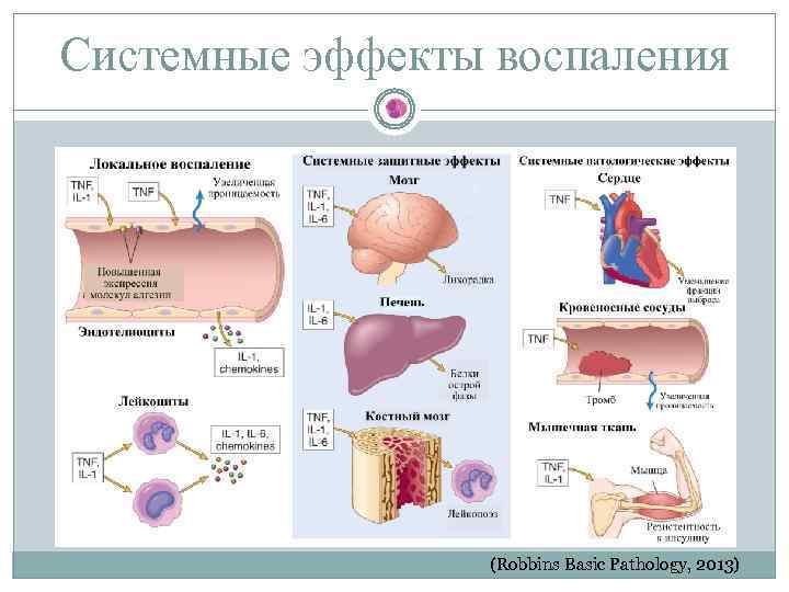 Презентация воспаления патология