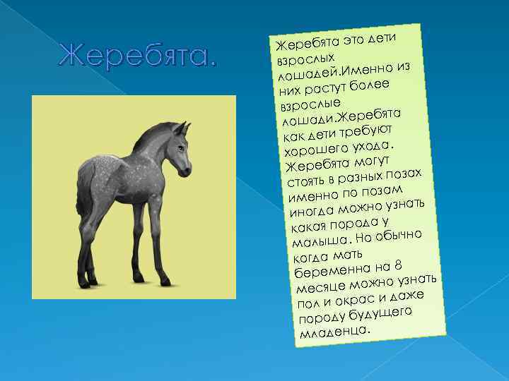 Жеребята. то дети Жеребята э взрослых о из адей. Именн лош лее их растут