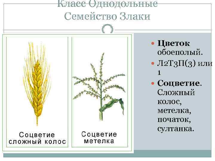 Пшеница это однодольное или двудольное. Однодольные семейство злаковые соцветие. Класс Однодольные злаки. Соцветие однодольных злаков. Семейства однодольных растений.