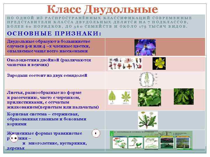 Двудольные растения 6 класс биология таблица