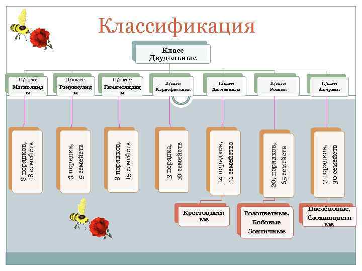 1 классификация класса. Систематика двудольных растений. Класс двудольные систематика. Систематика однодольных растений. Систематика семейства однодольных растений.