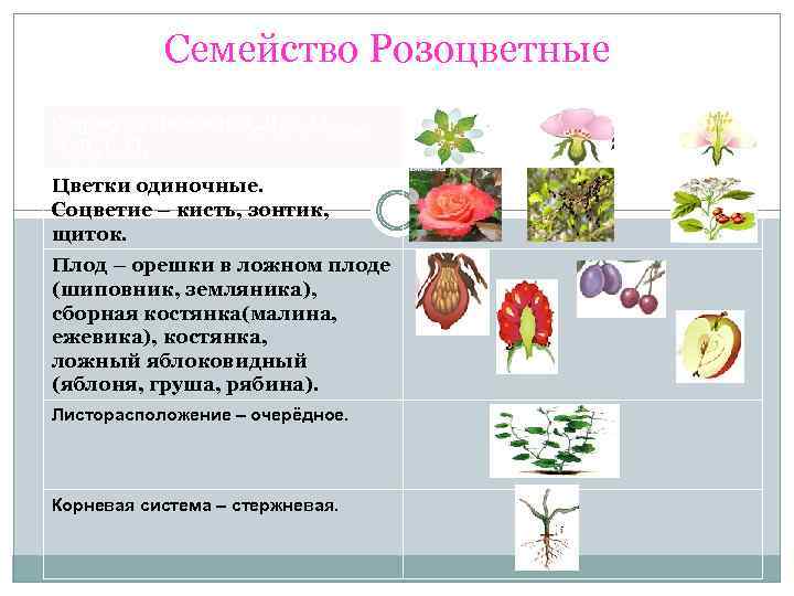 Розоцветные корневые. Цветок класс двудольные семейства Розоцветные. Розоцветные Однодольные или двудольные растения. Розоцветные формула цветка соцветие плод. Двудольные семейство Розоцветные формула цветка.
