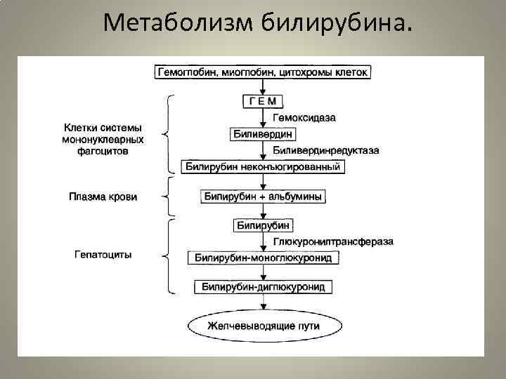 Метаболизм билирубина. 