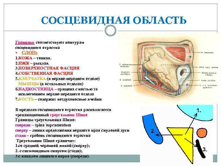 СОСЦЕВИДНАЯ ОБЛАСТЬ Границы: соответствуют контурам сосцевидного отростка СЛОИ: 1. КОЖА – тонкая. 2. ПЖК