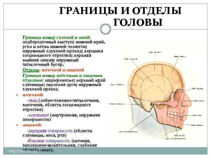 Затылок область. Топография околоушно-жевательной области лица. Околоушно-жевательная область топографическая анатомия. Границы головы анатомия. Теменная область головы.
