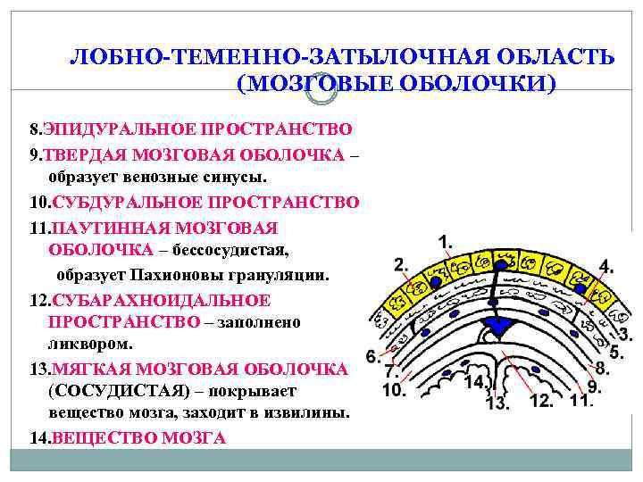 ЛОБНО-ТЕМЕННО-ЗАТЫЛОЧНАЯ ОБЛАСТЬ (МОЗГОВЫЕ ОБОЛОЧКИ) 8. ЭПИДУРАЛЬНОЕ ПРОСТРАНСТВО 9. ТВЕРДАЯ МОЗГОВАЯ ОБОЛОЧКА – образует венозные