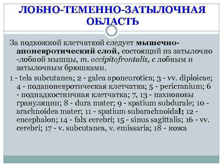 ЛОБНО-ТЕМЕННО-ЗАТЫЛОЧНАЯ ОБЛАСТЬ За подкожной клетчаткой следует мышечноапоневротический слой, состоящий из затылочно -лобной мышцы, m.