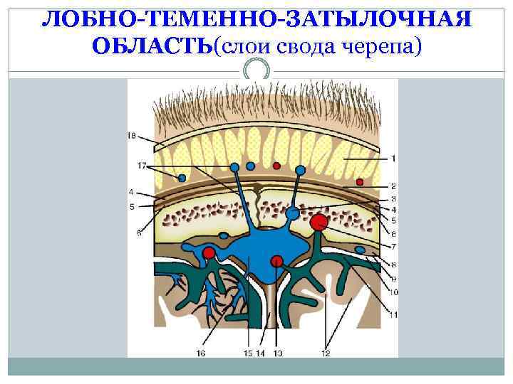 Гематомы мягких тканей свода черепа. Послойное строение лобно-теменно-затылочной. Послойное строение свода черепа.