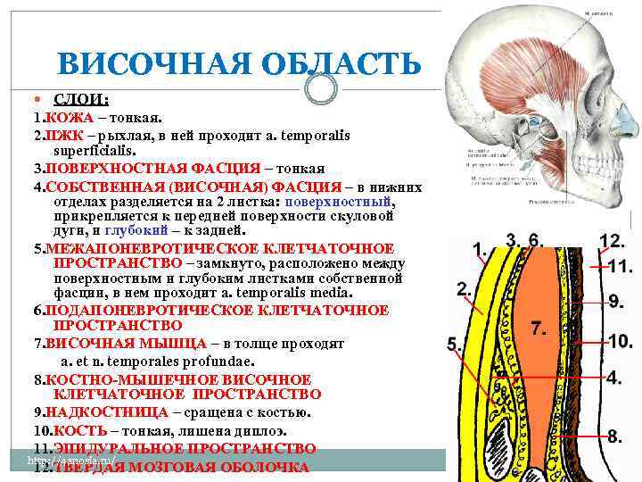  ВИСОЧНАЯ ОБЛАСТЬ СЛОИ: 1. КОЖА – тонкая. 2. ПЖК – рыхлая, в ней