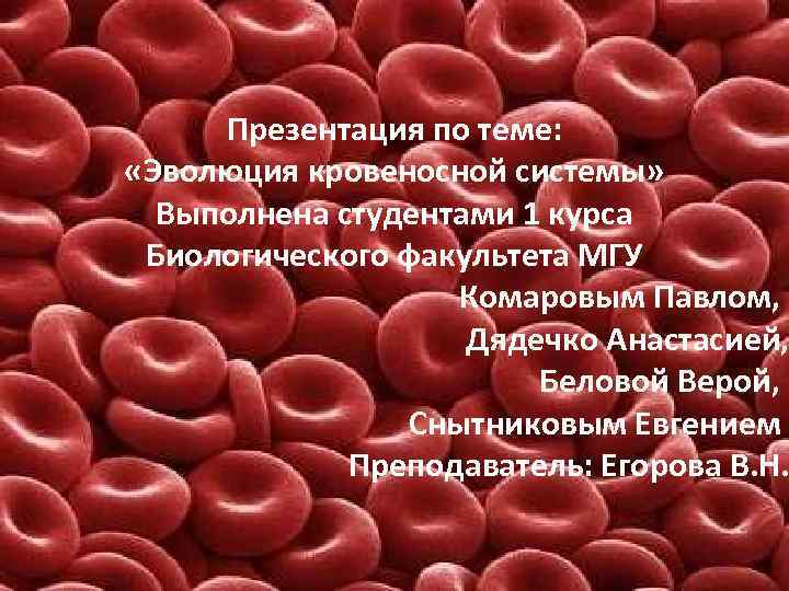Презентация по теме: «Эволюция кровеносной системы» Выполнена студентами 1 курса Биологического факультета МГУ Комаровым