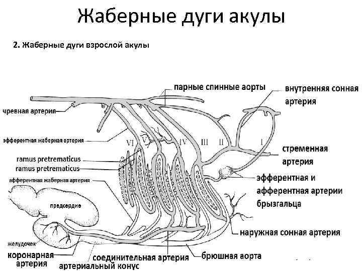 Жаберные дуги акулы 2. Жаберные дуги взрослой акулы 