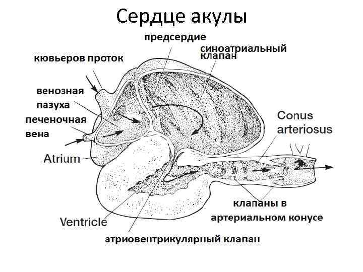 Схема строения сердца хрящевых рыб