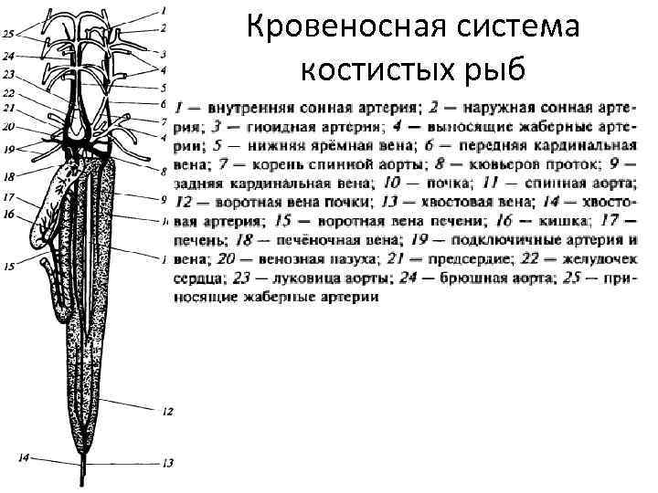 Кровеносная система рыб схема